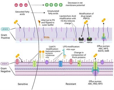 Mechanistic insights into nanoparticle surface-bacterial membrane interactions in overcoming antibiotic resistance